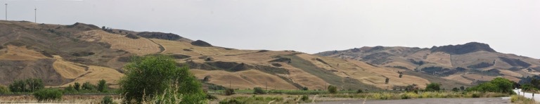 Harvested wheat