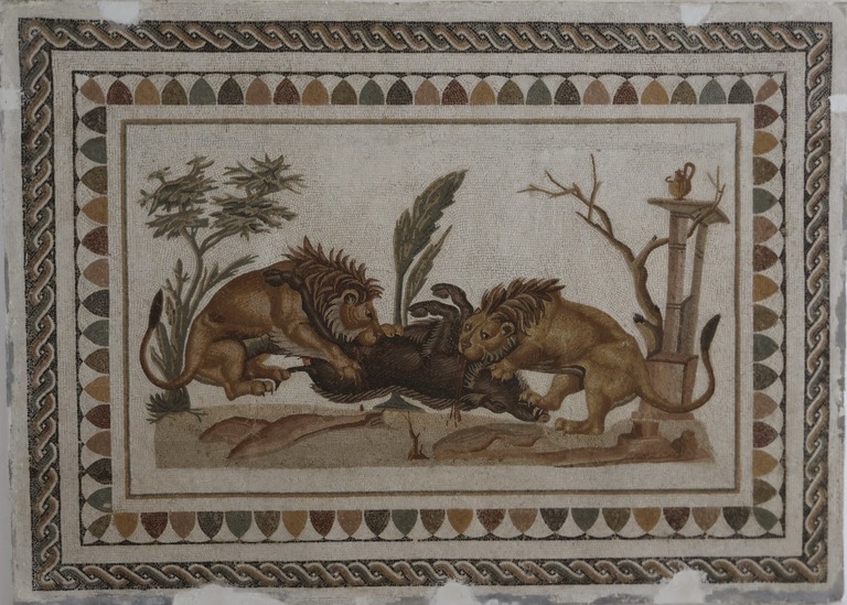 Lions eating a wild boar