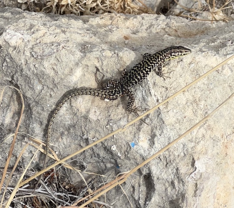 Italian Wall Lizard