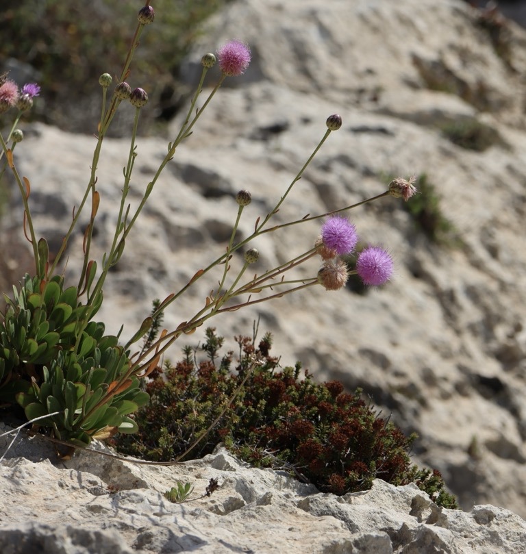 Maltese rock-centaury