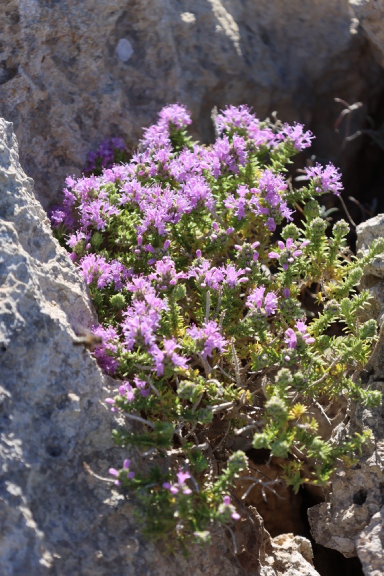 Wild Thyme