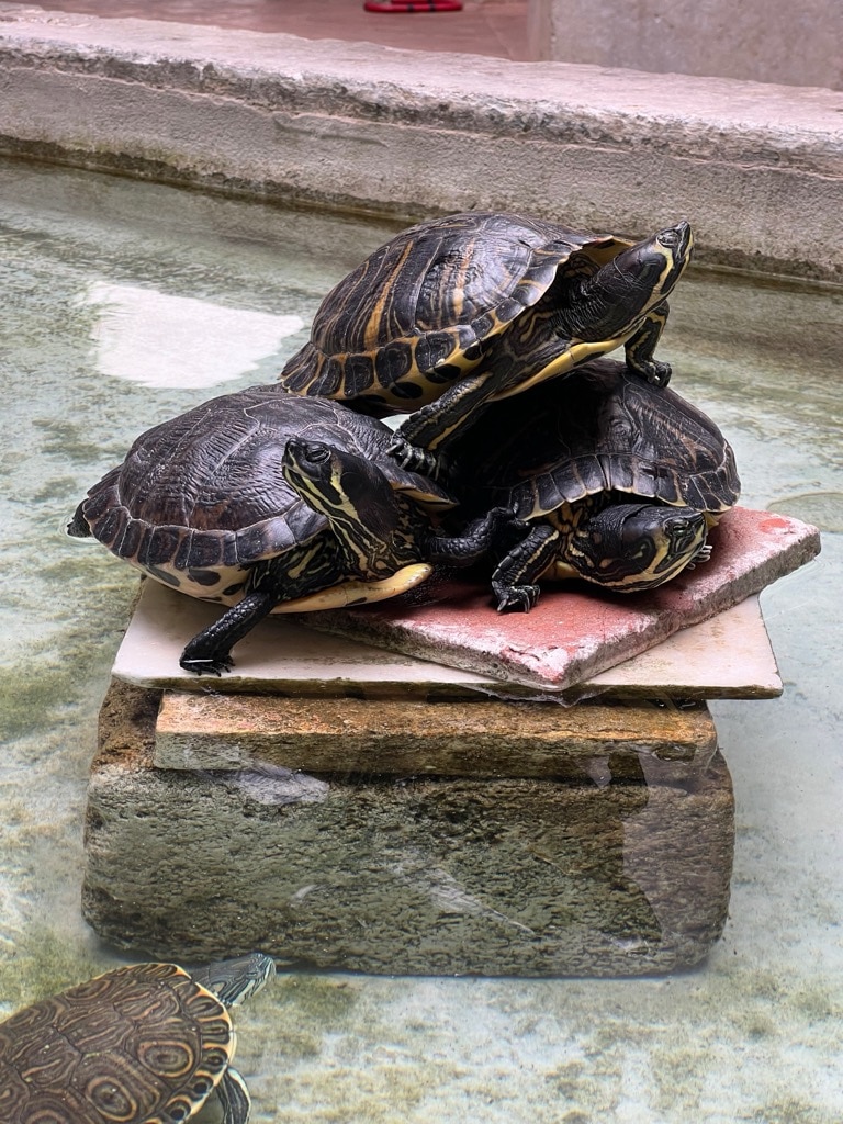 Turtles in the entrance atrium