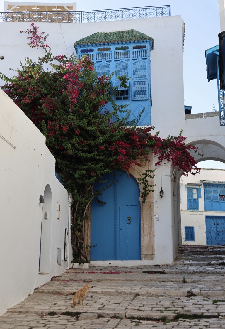 Blue door with cat