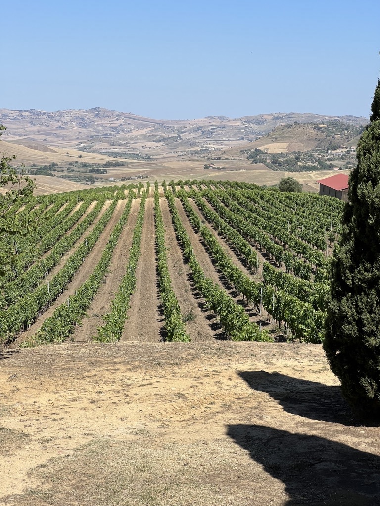 Vinyard and fields