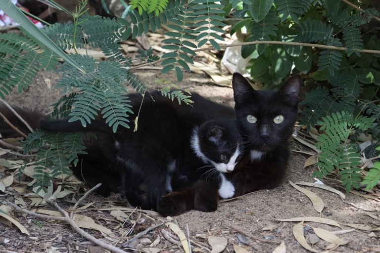 Cat with kitten