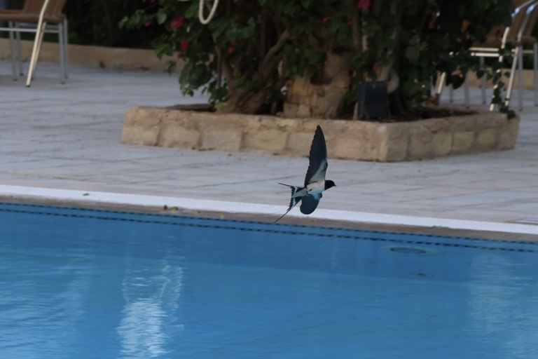 Barn Swallow