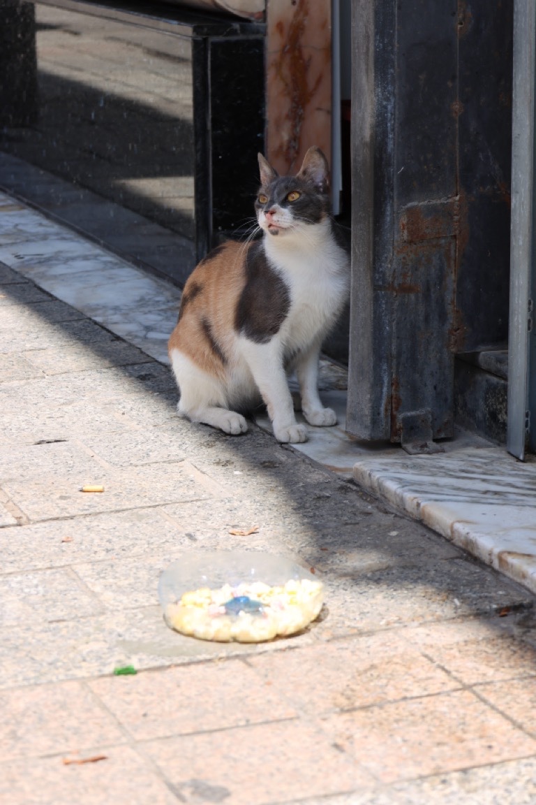 Street cat