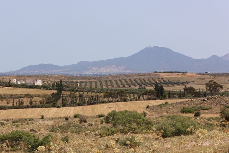 Olive Tree farming