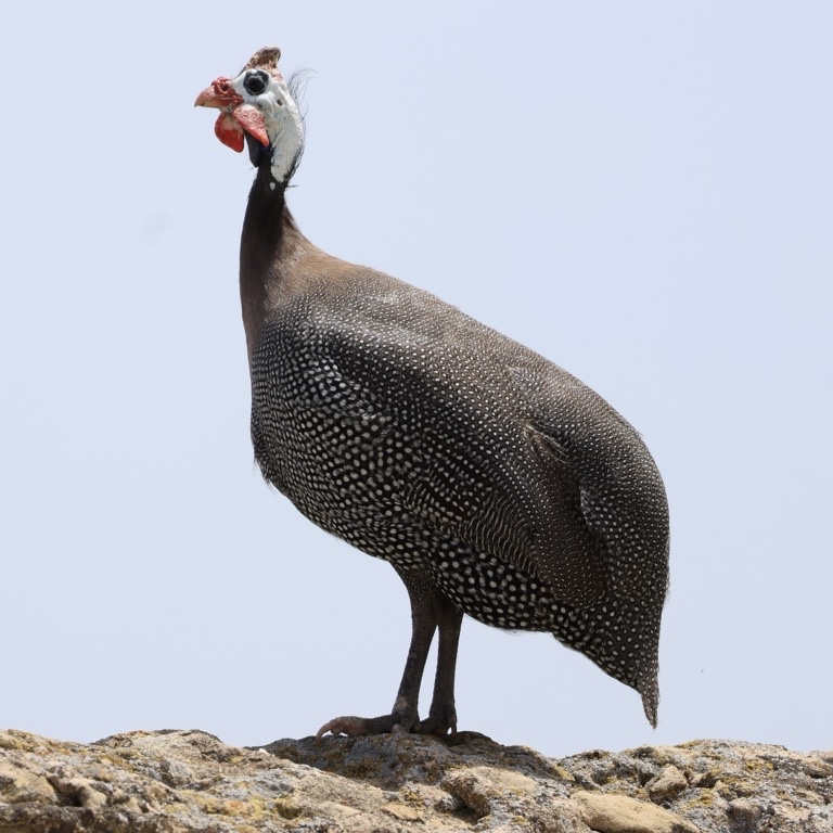 Helmeted Guineafowl