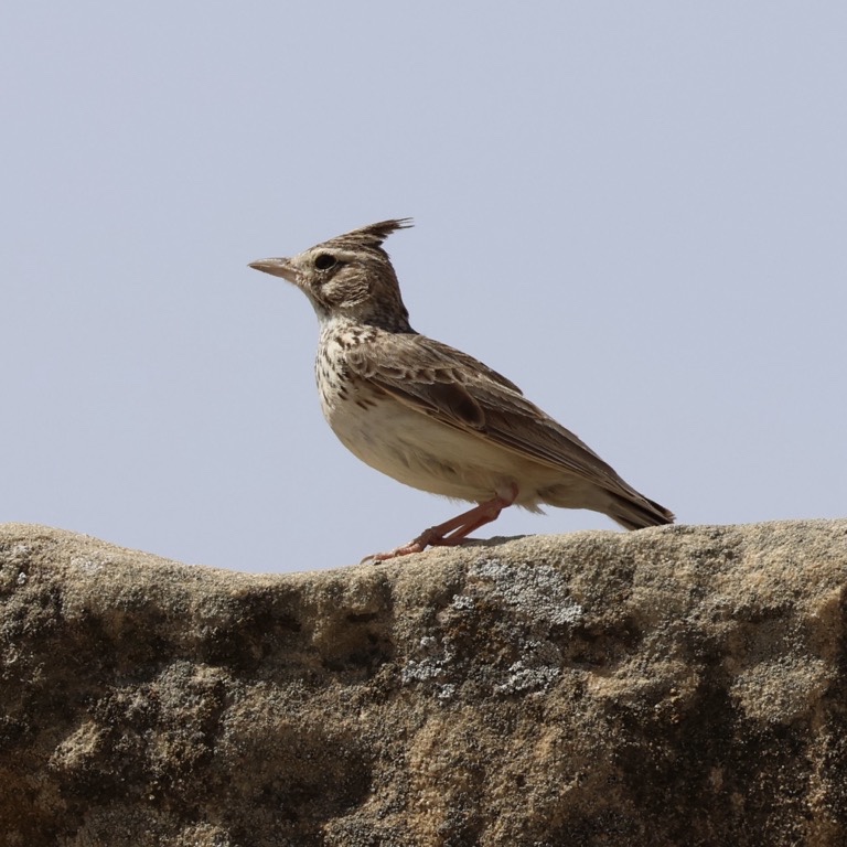 Crested Lark