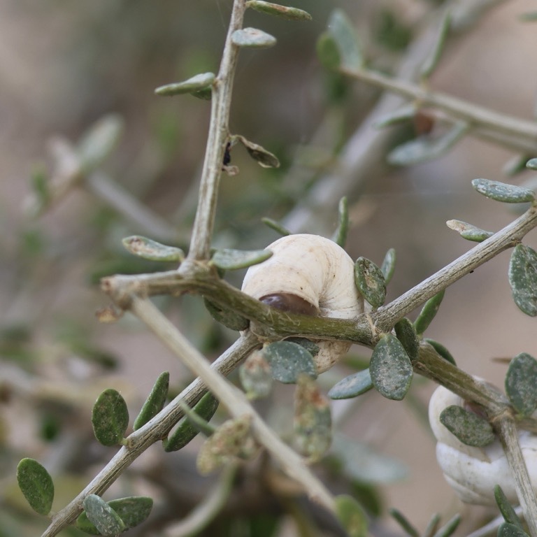 White Italian Snail