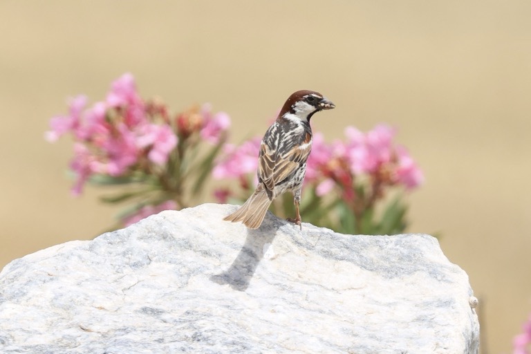 Spanish Sparrow