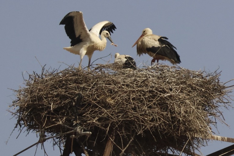 White Storks