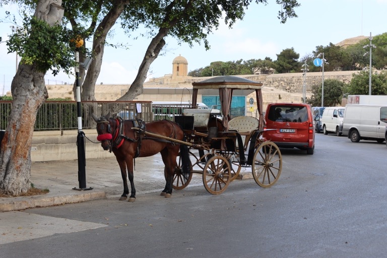 Horse drawn carriage rides