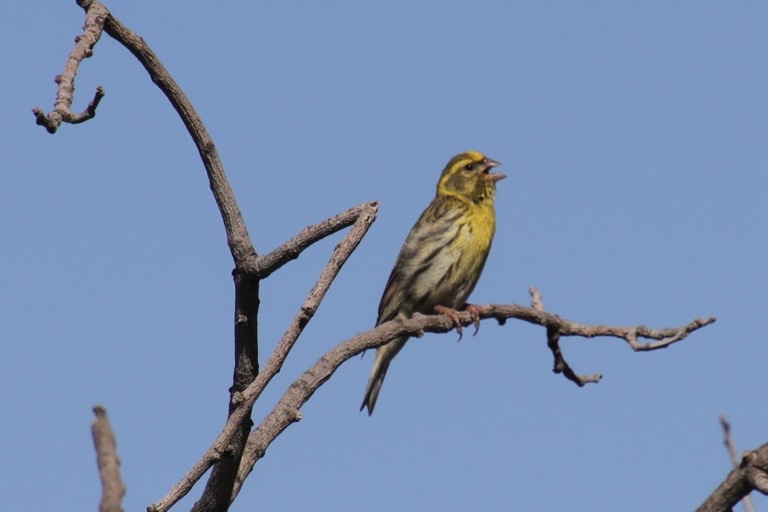 European Serin