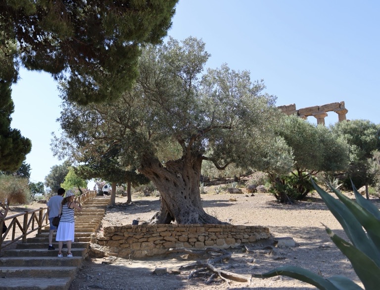 800 year old Olive Tree