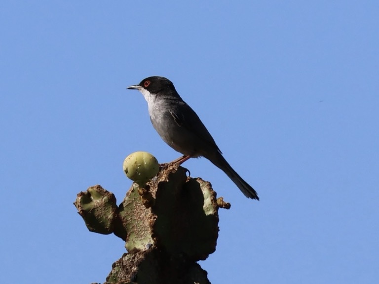 Sardinian Warbler