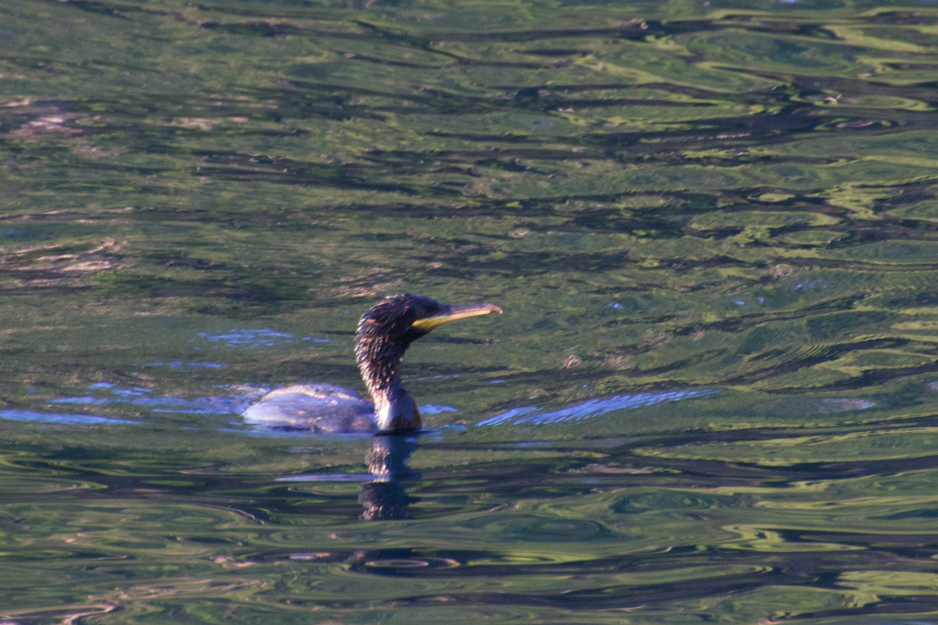 Cormorant