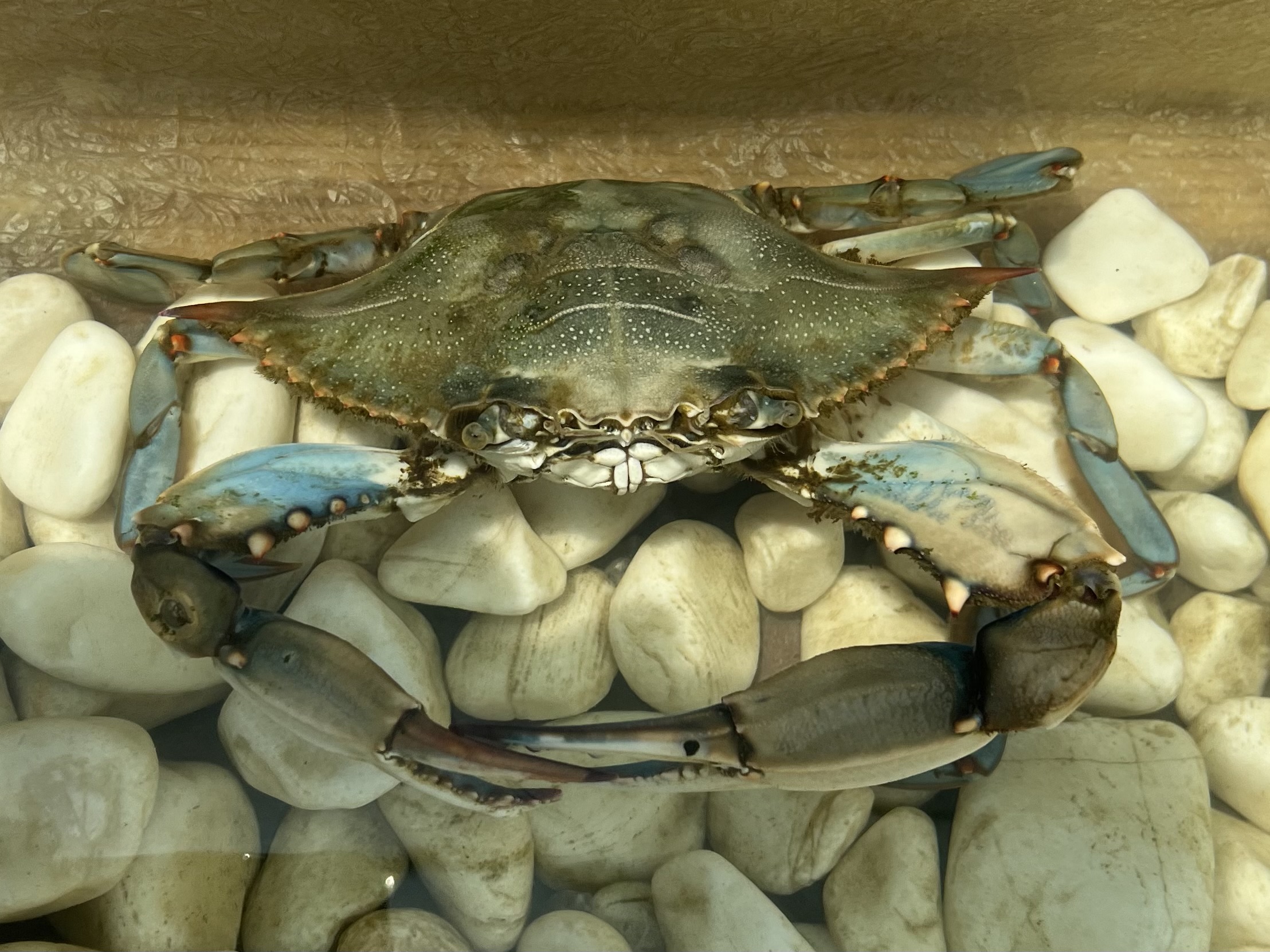 Blue Crabs