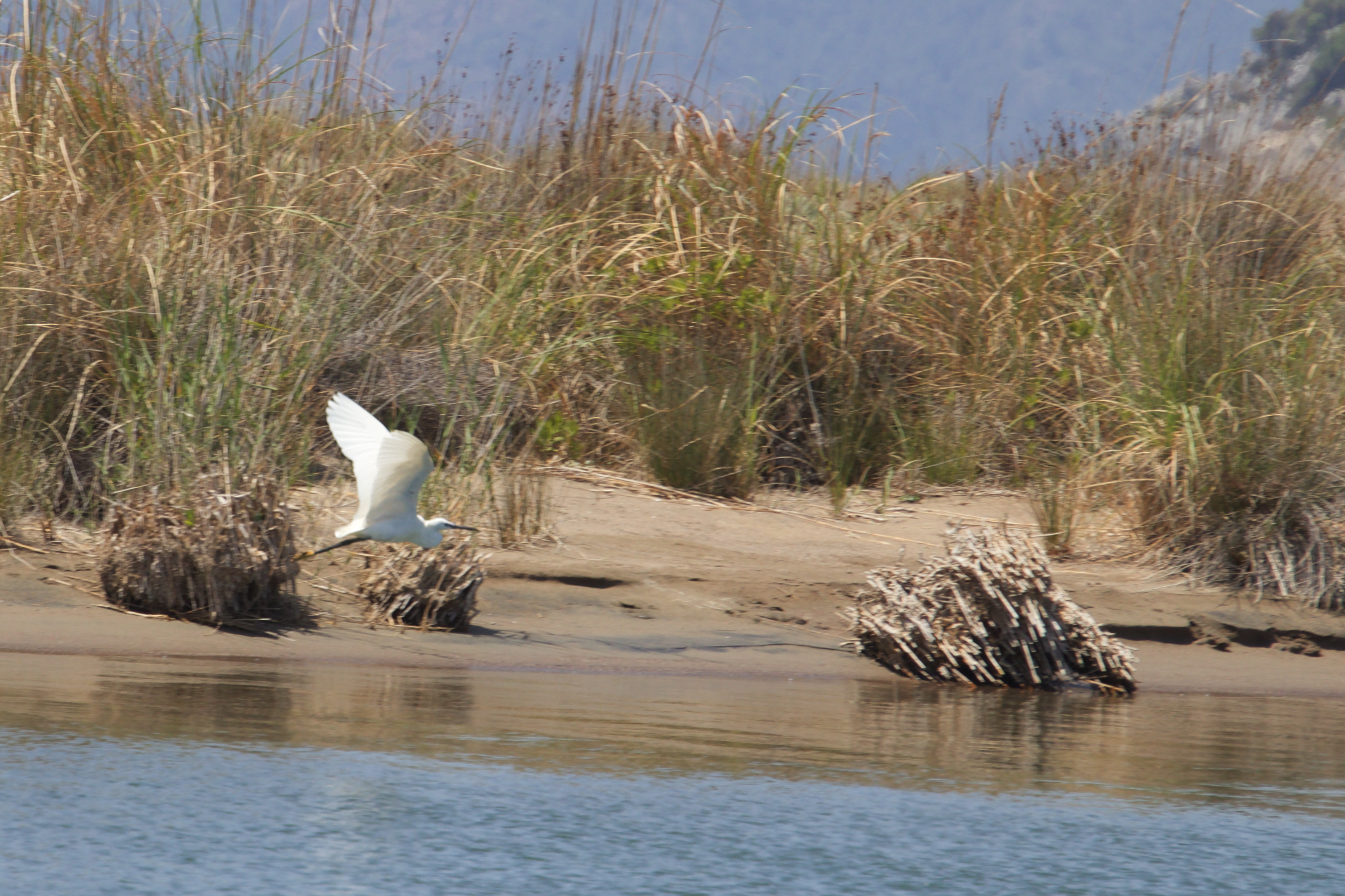 Egret