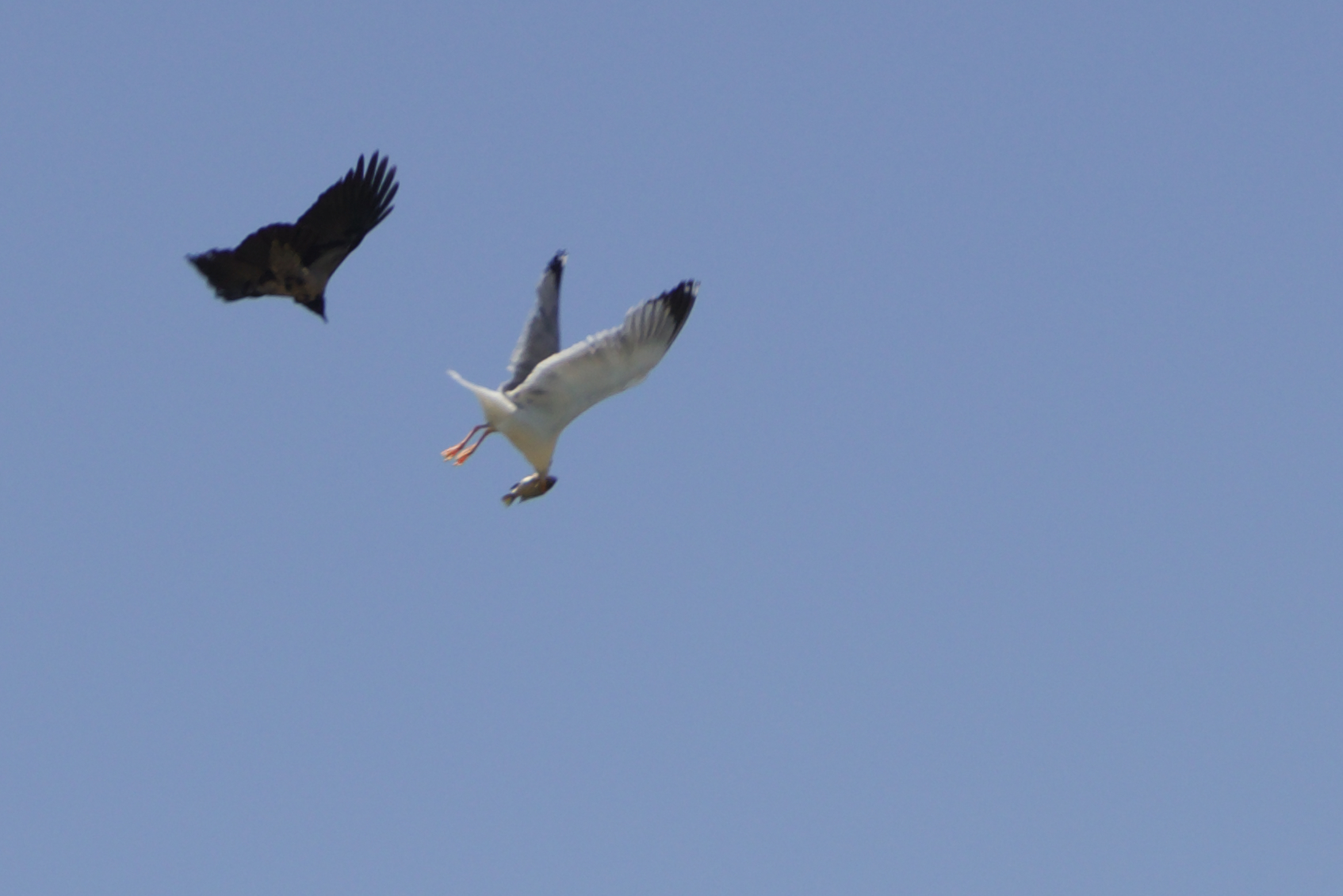 Seagull with fish