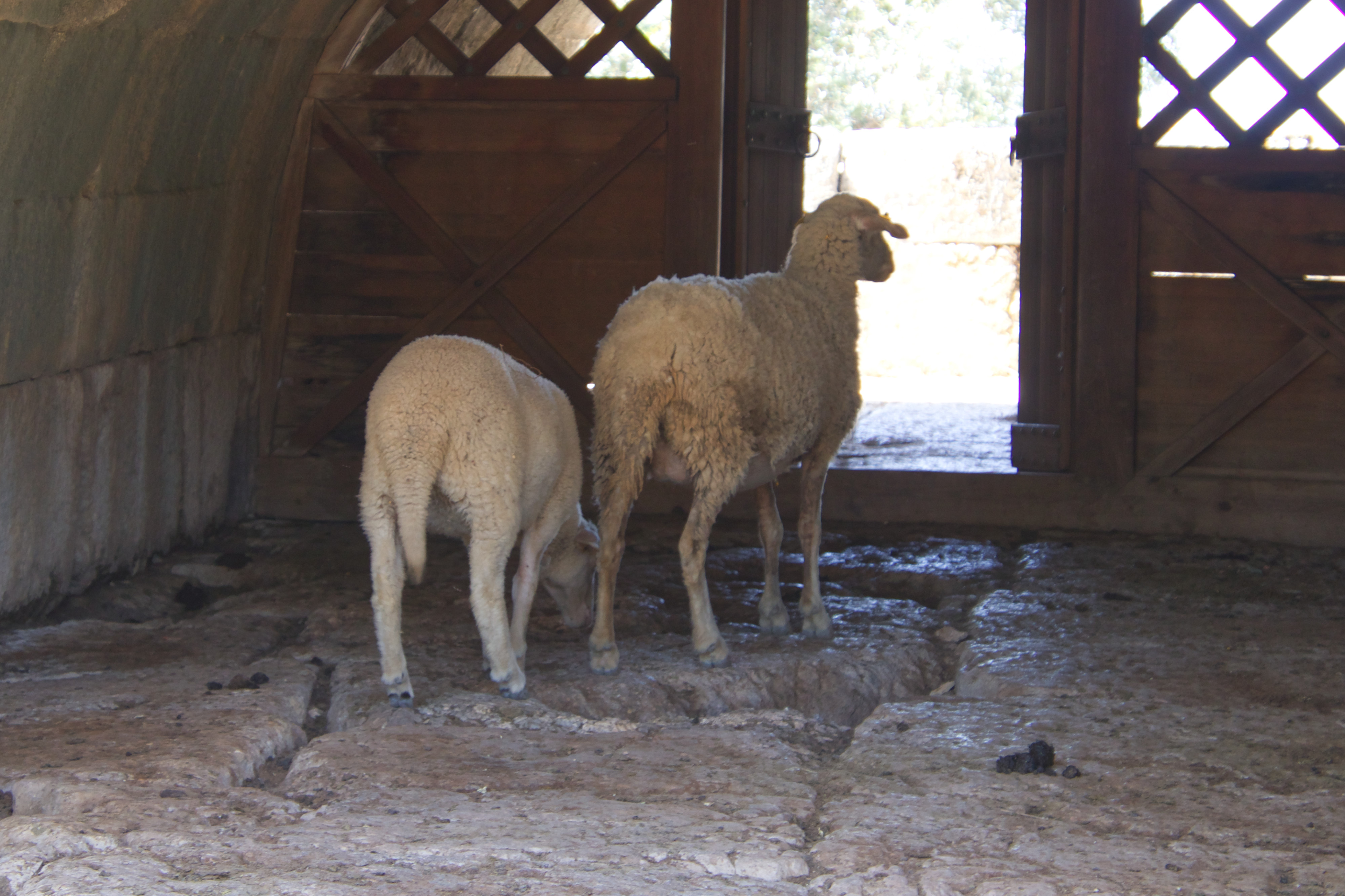 Sheep in the Theater