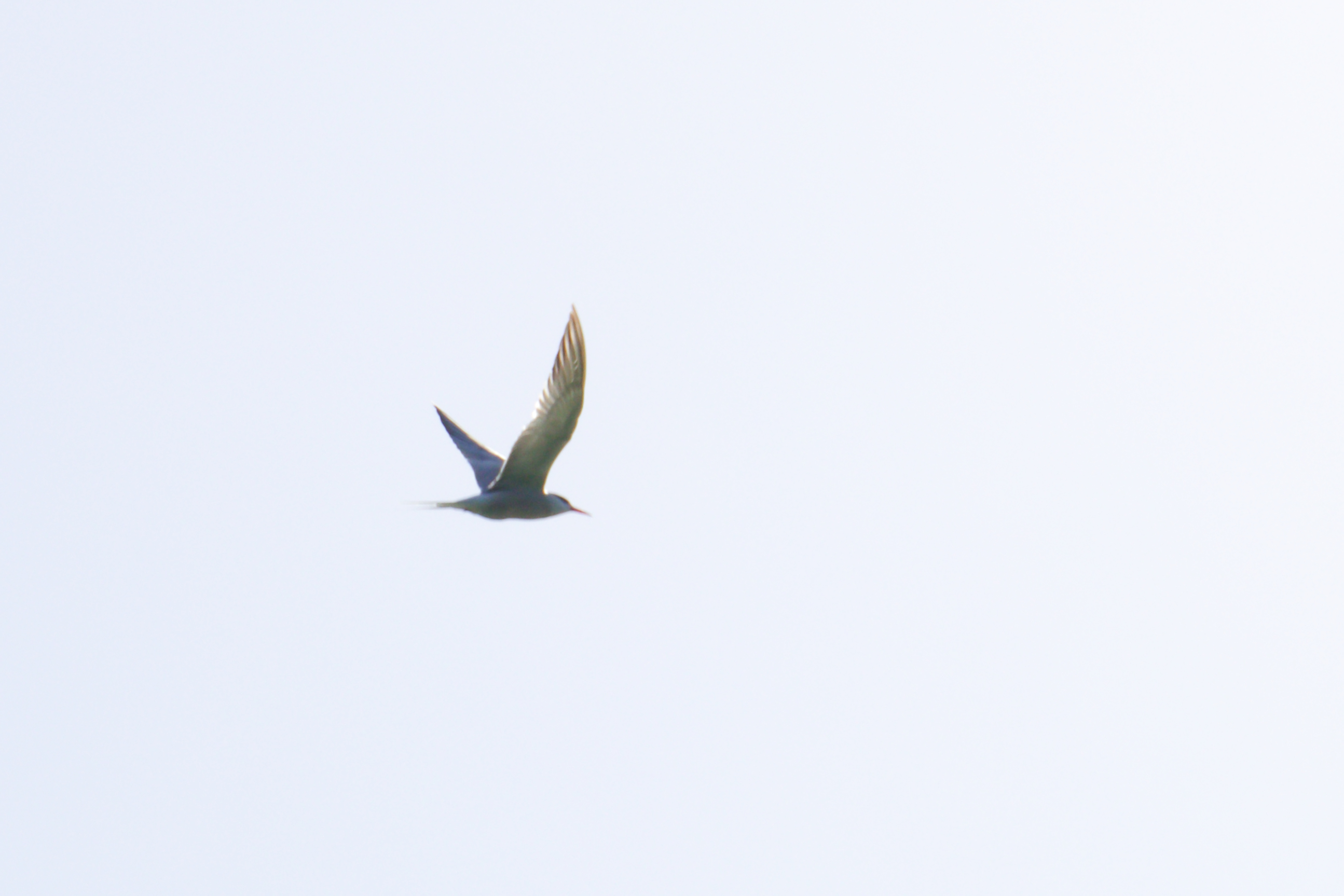 Tern