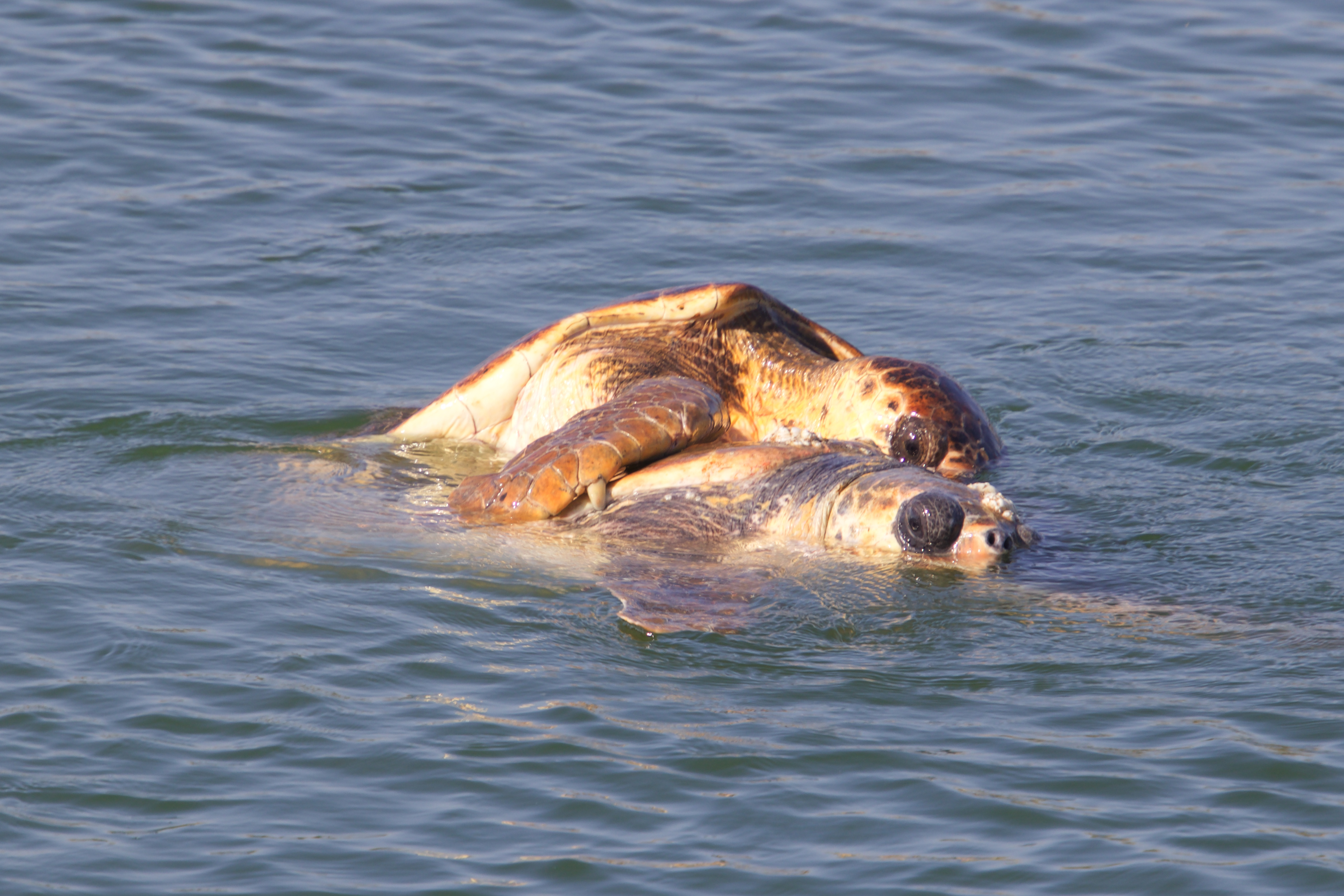 Loggerhead Turtles mating