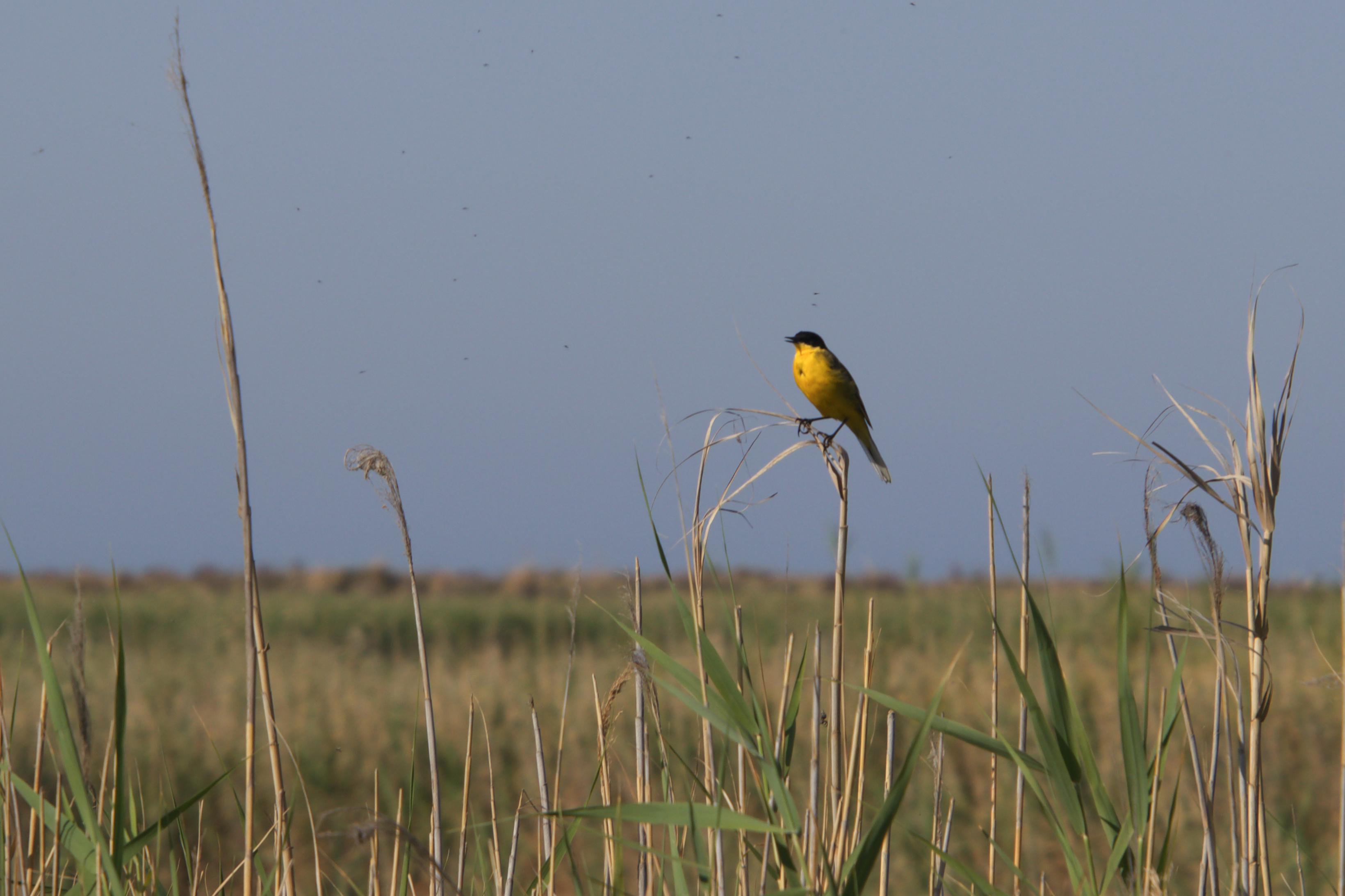 Western yellow wagtail