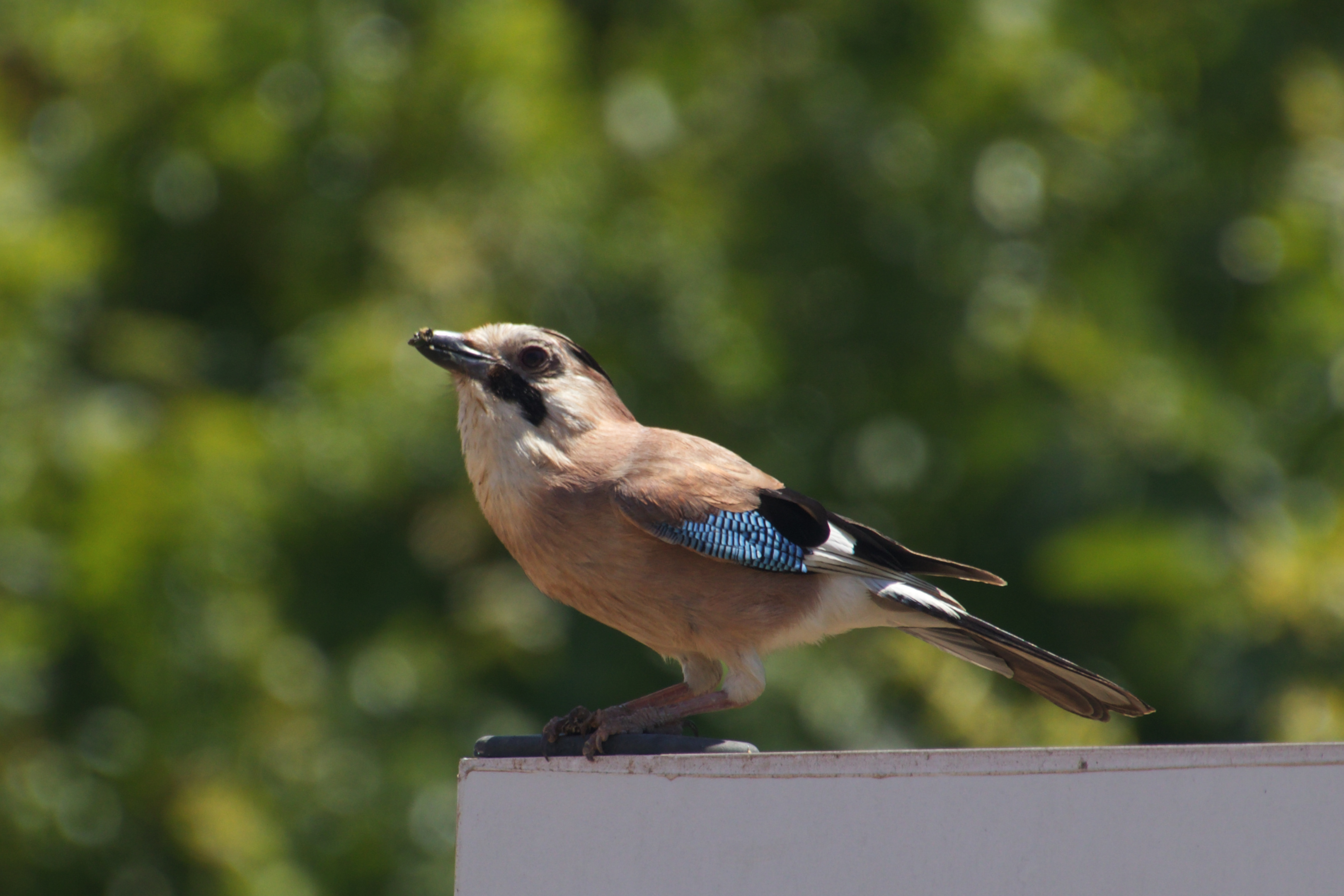 Eurasian Jay