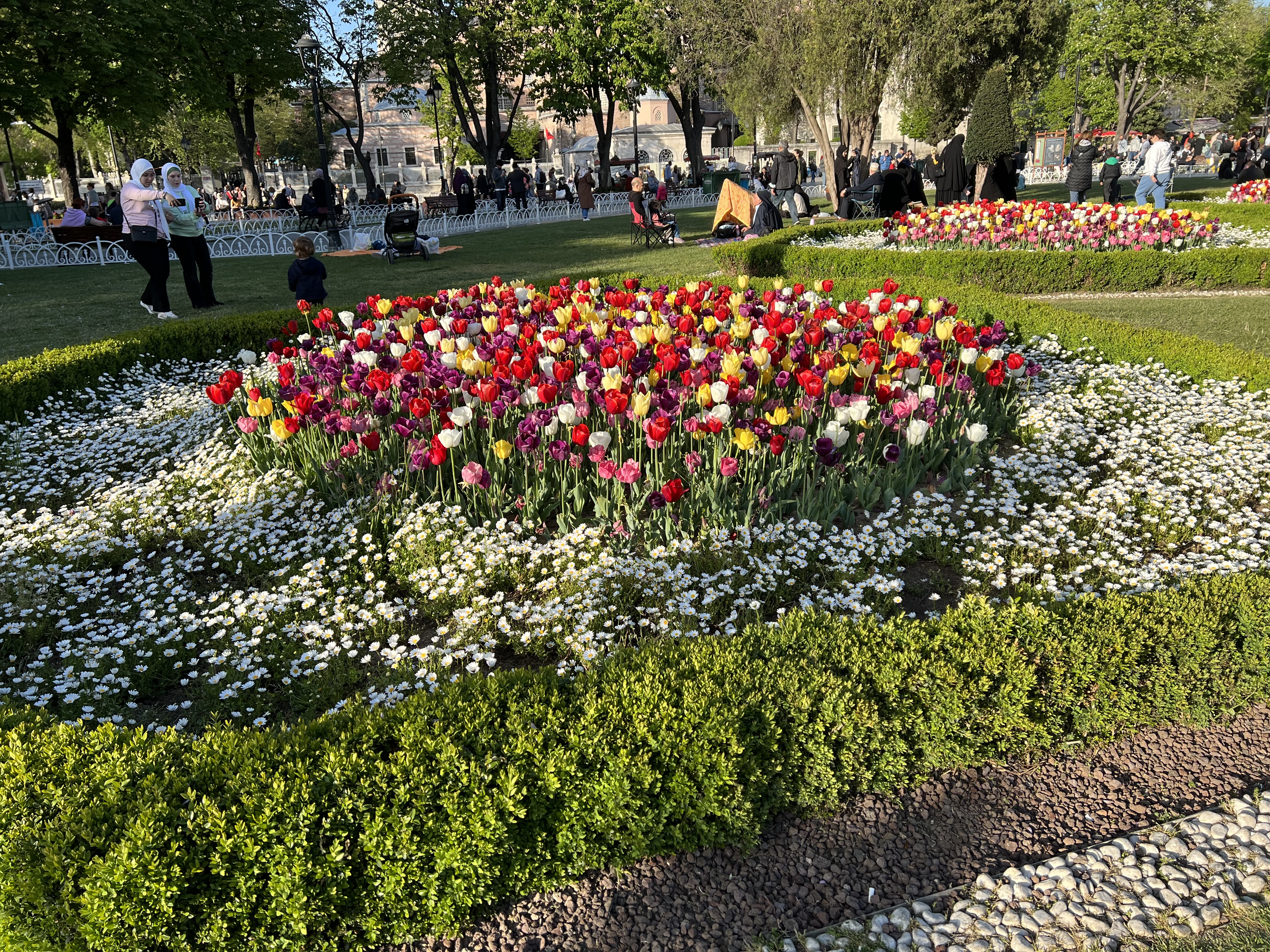 Tulips