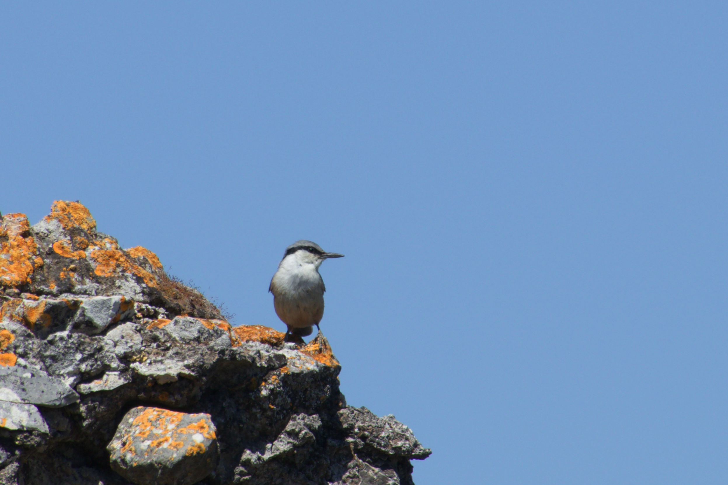 Nuthatch