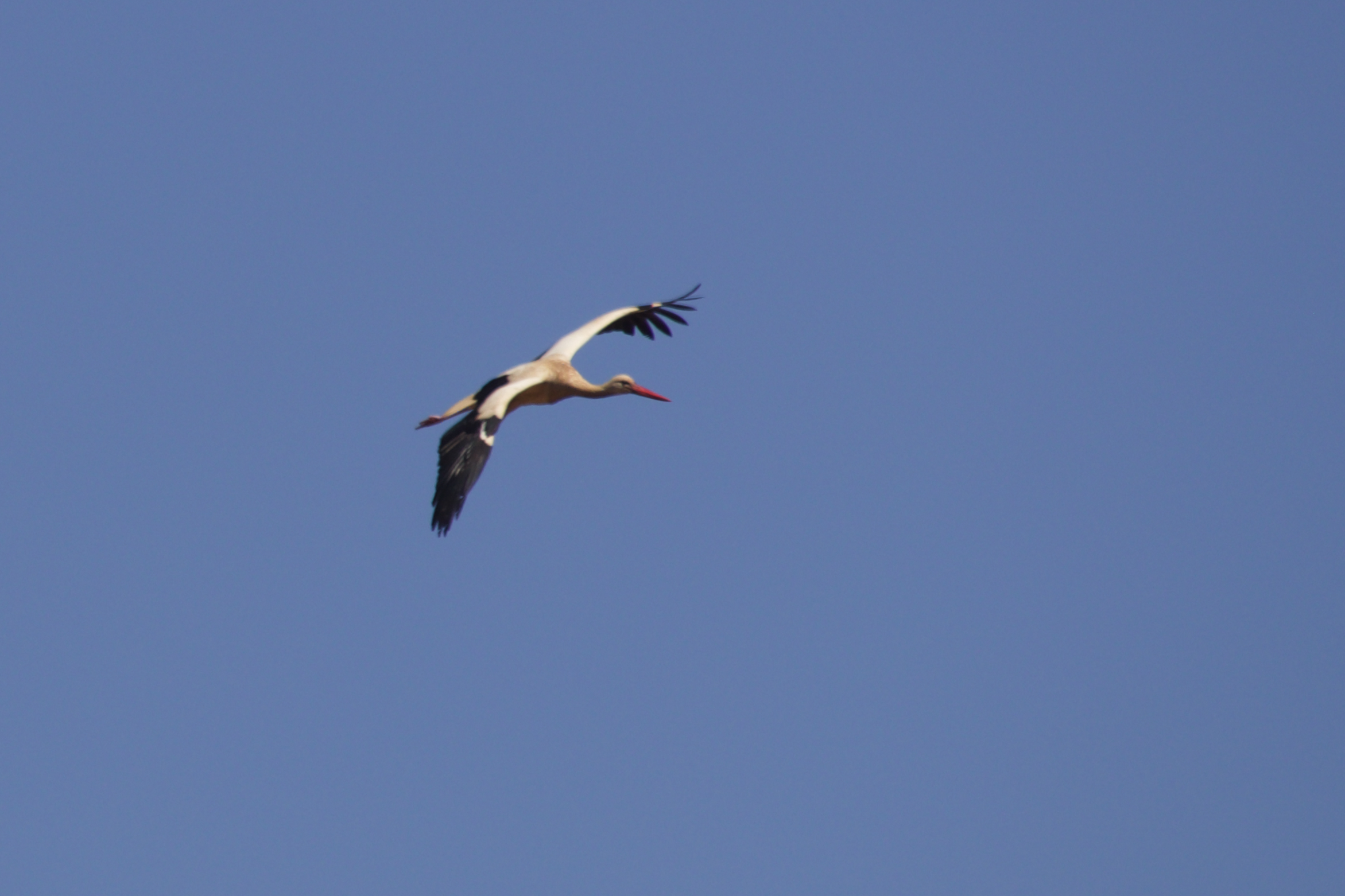  Stork