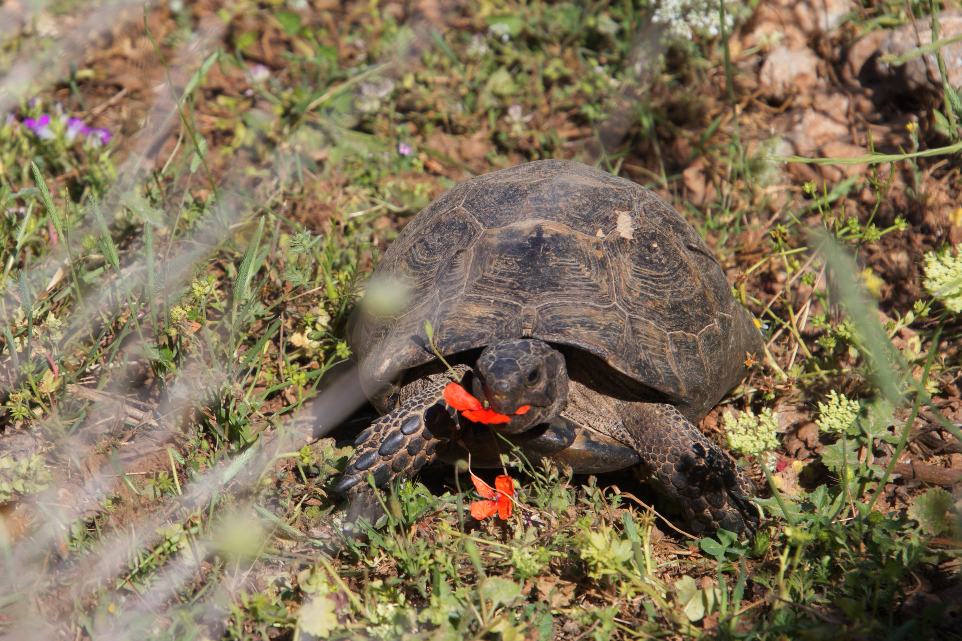 Greek Tortoise