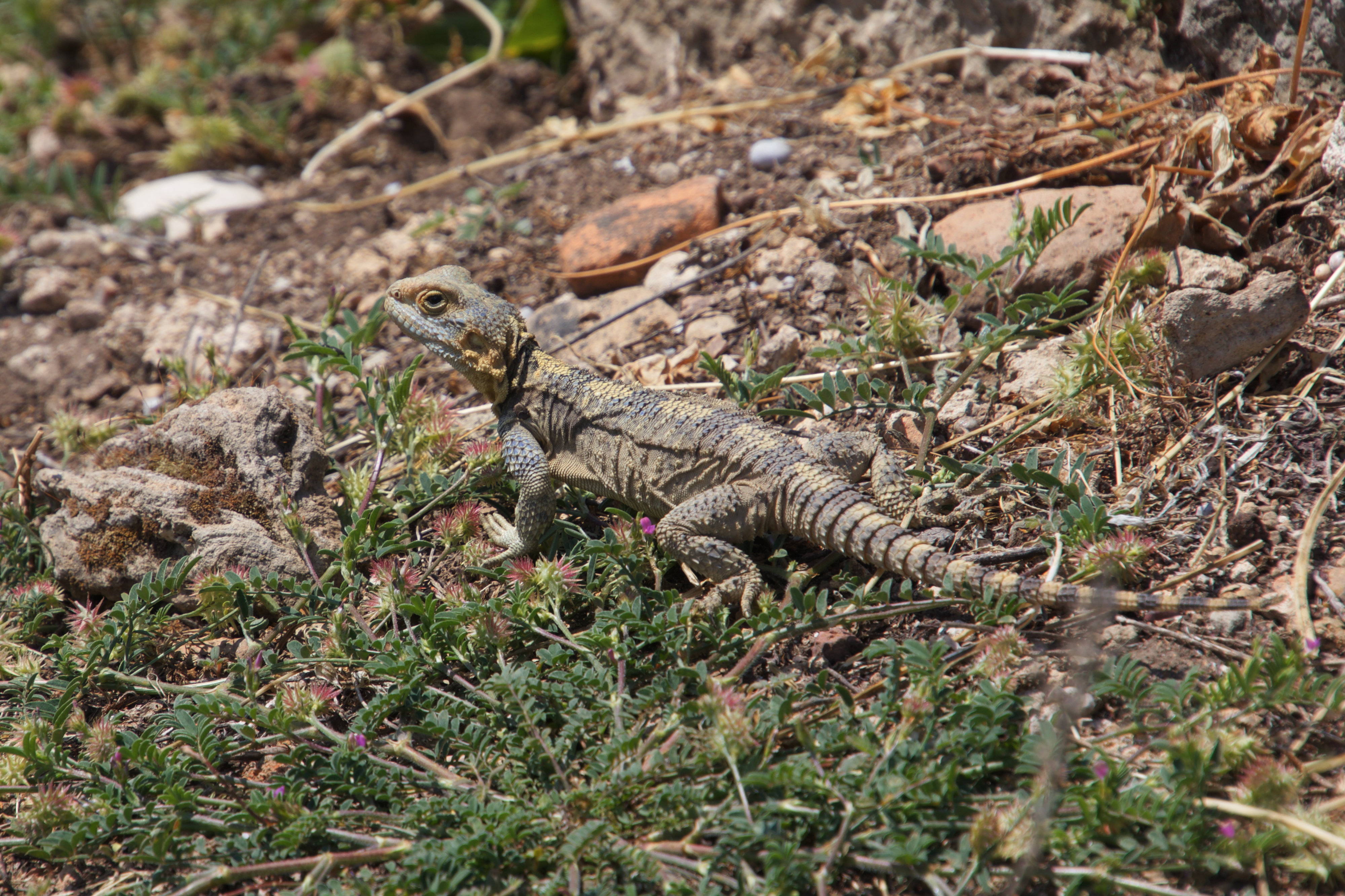 Roughtail rock Agama