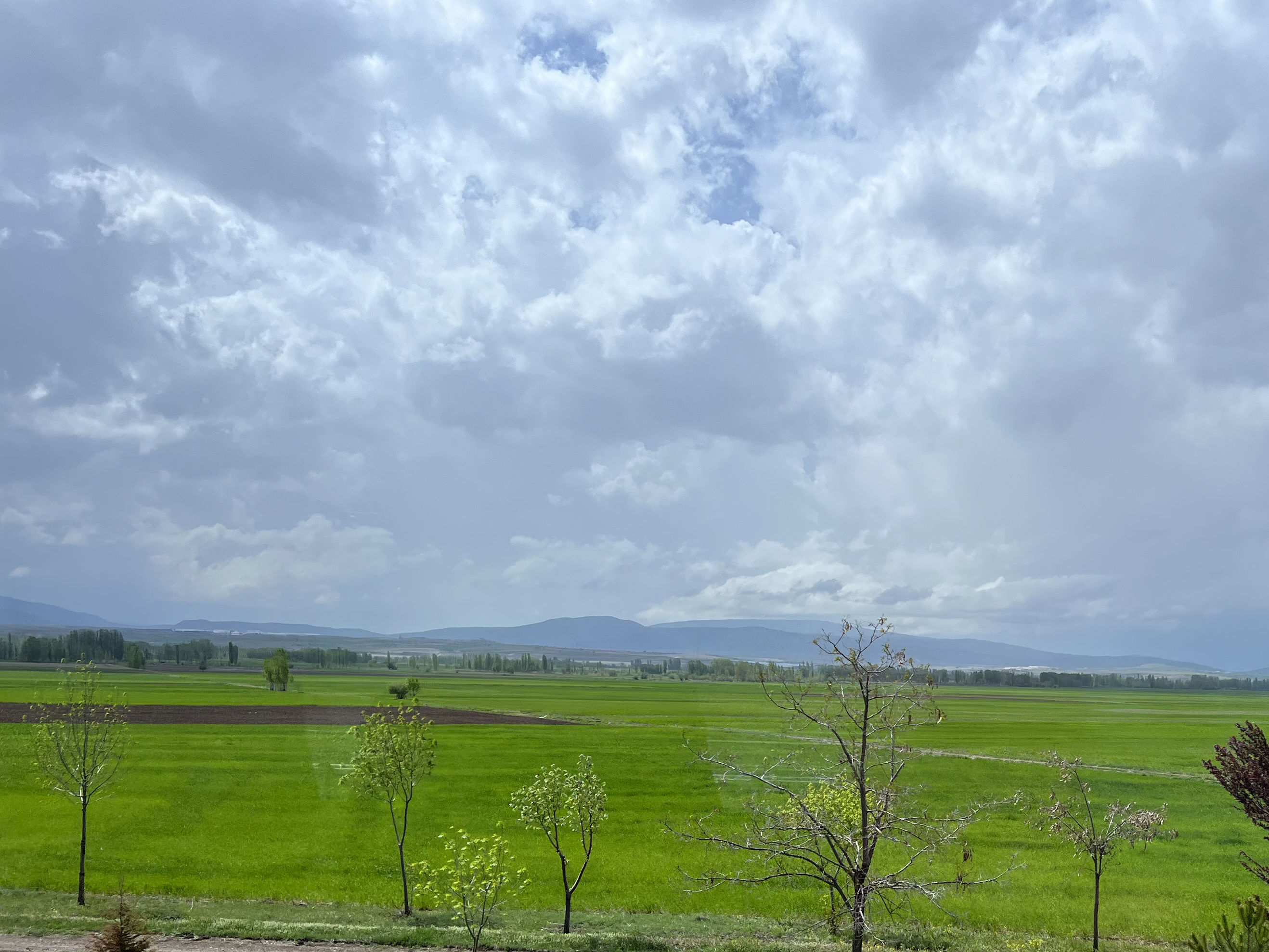 Wheat fields