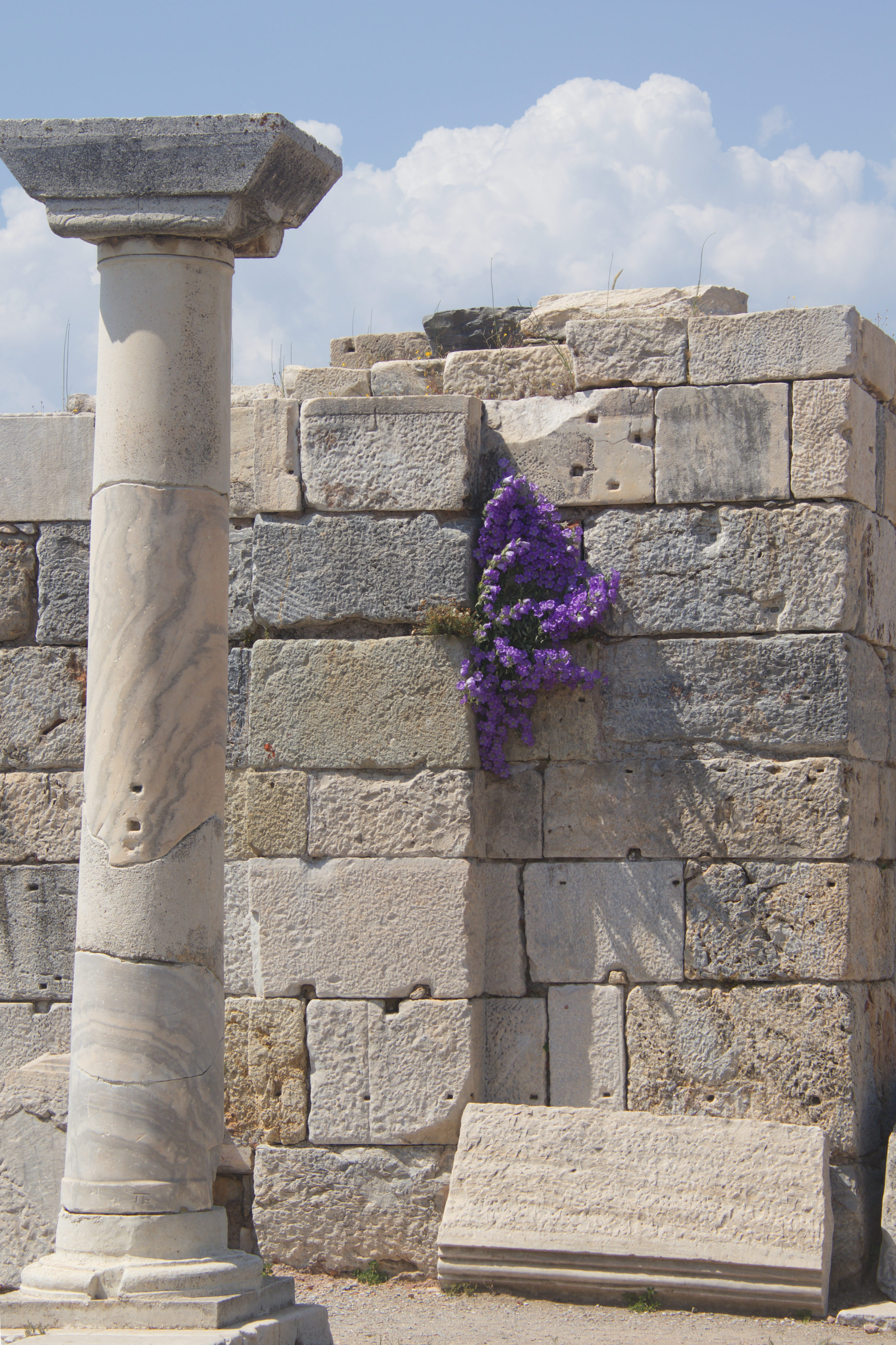 Ephesus Bellflower