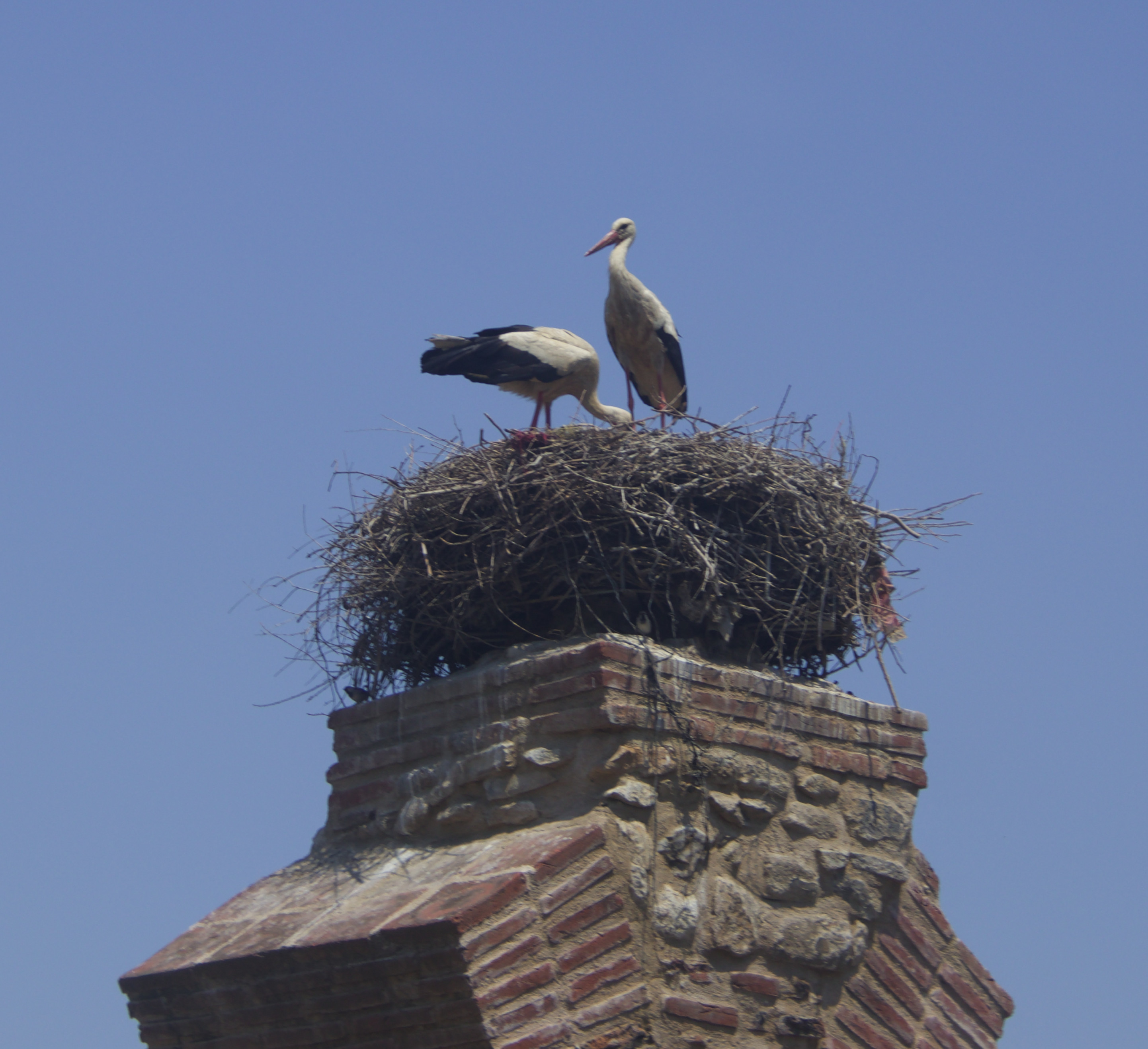 Nesting stork