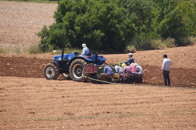 Planting tobacco